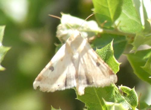 Réf. 304 199 : Heliothis peltigera